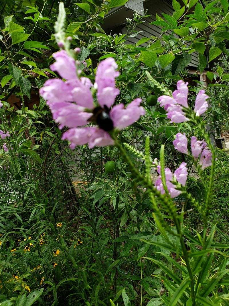 Prairie Meadows Bursting With Wildflowers And Butterflies
