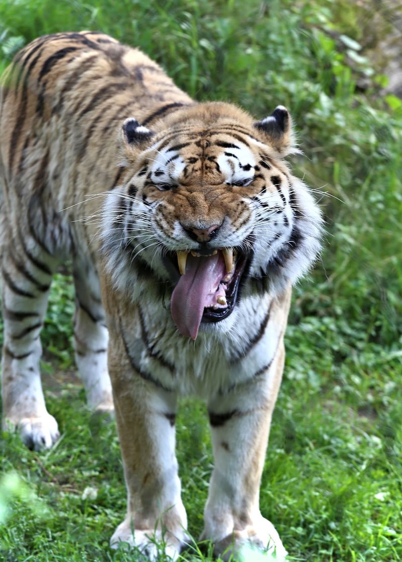 This Free Zoo In Wisconsin Lets Kids Ride A Century-Old Carousel - Decor Hint Big Cats, Primates, And More