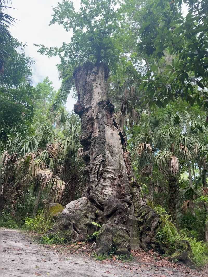 Alexander Blair Big Oak Trail At Highlands Hammock State Park, Sebring
