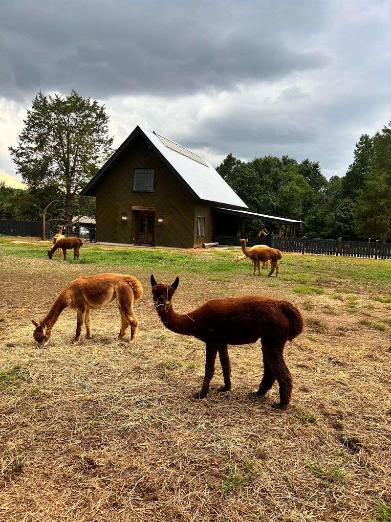 Take Your Cone Outside And Turn Dessert Into A Farm Visit