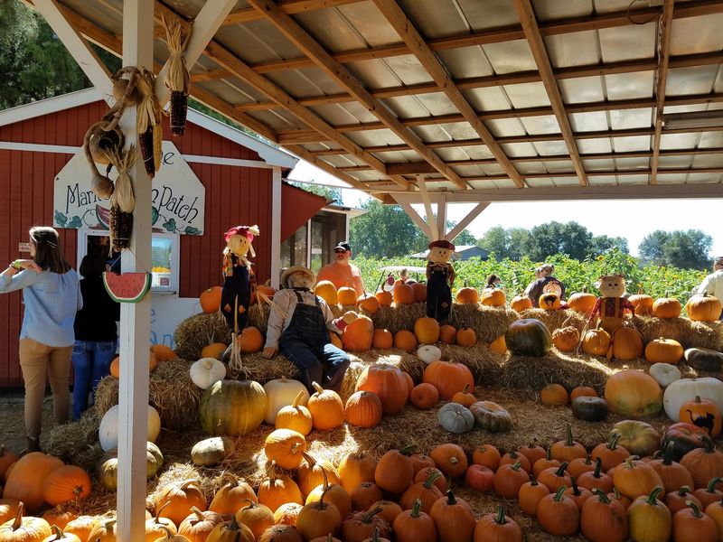 This Georgia Farm Market Is Packed With Homemade Jam, Fresh Fudge, And Local Specialties - Decor Hint Fall Festival And Family Activities