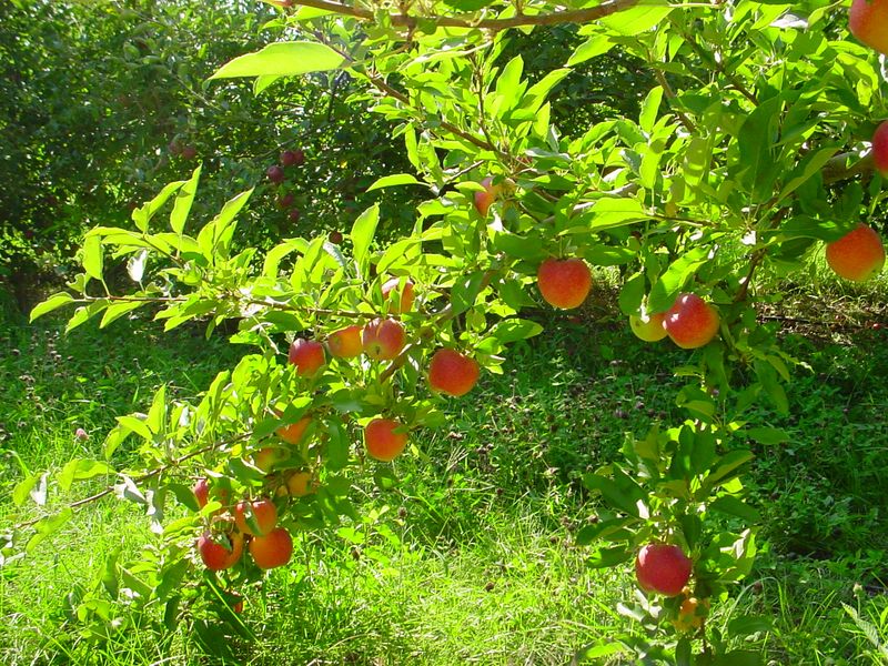 Ceresco, Countryside Picking At Martin's Hillside Orchard