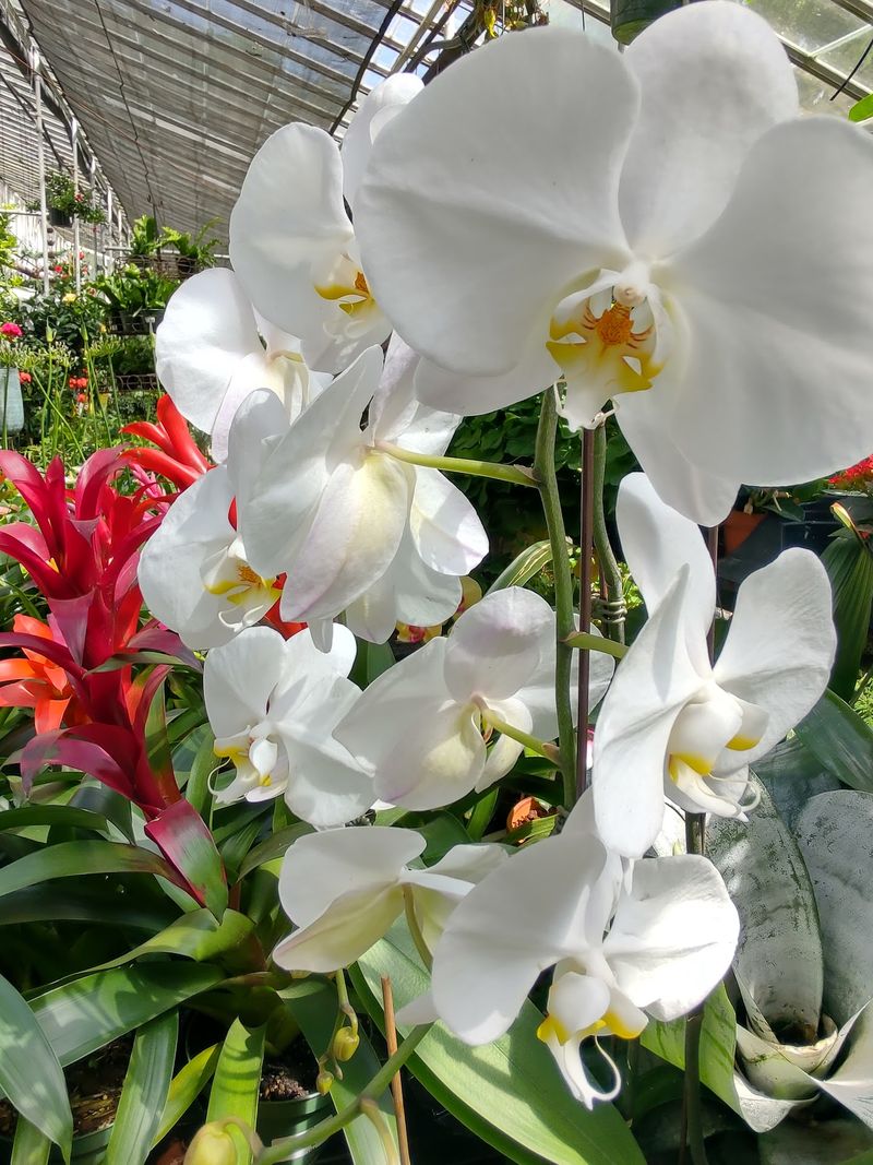 Houseplants That Cost Less Than Lunch