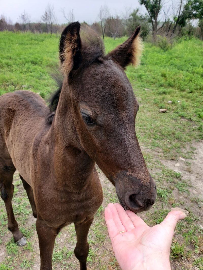 This Kentucky Mountaintop Has Free Roaming Horses And Nobody Talks About It - Decor Hint Grasslands Built On Old Mine Land