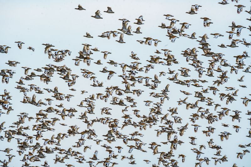 Look For Raptors, Songbirds, And Other Migrants Passing Through