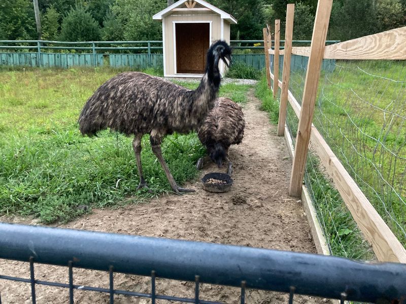 This Connecticut Sanctuary Gives More Than 250 Rescued Animals A Safe Place To Live - Decor Hint Emus Add An Unexpected Sight Around The Grounds