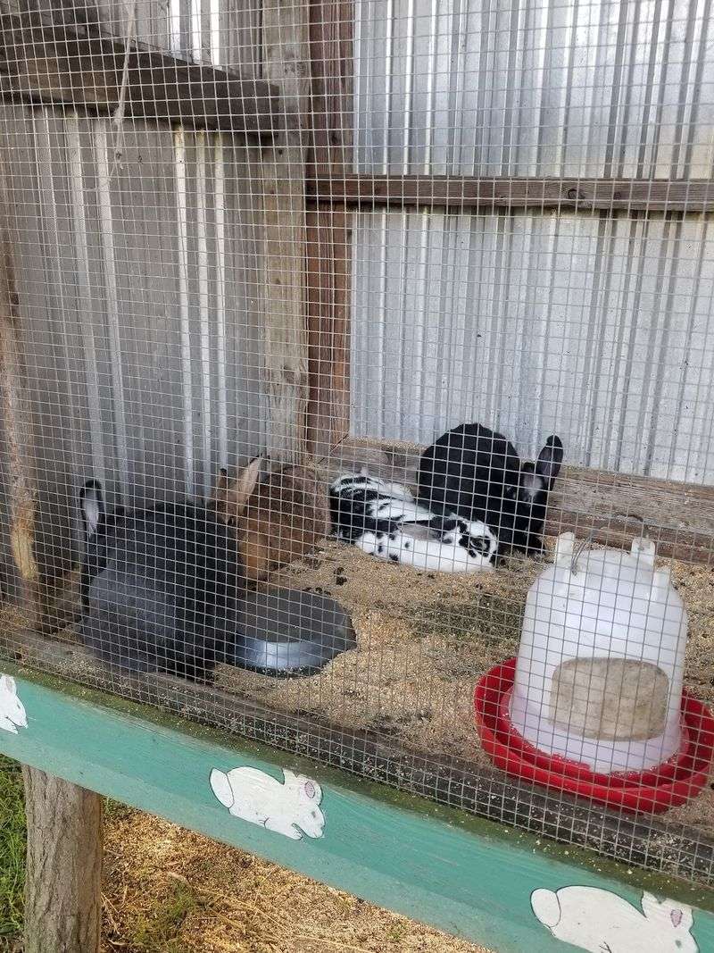 Baby Animals At The Petting Farm