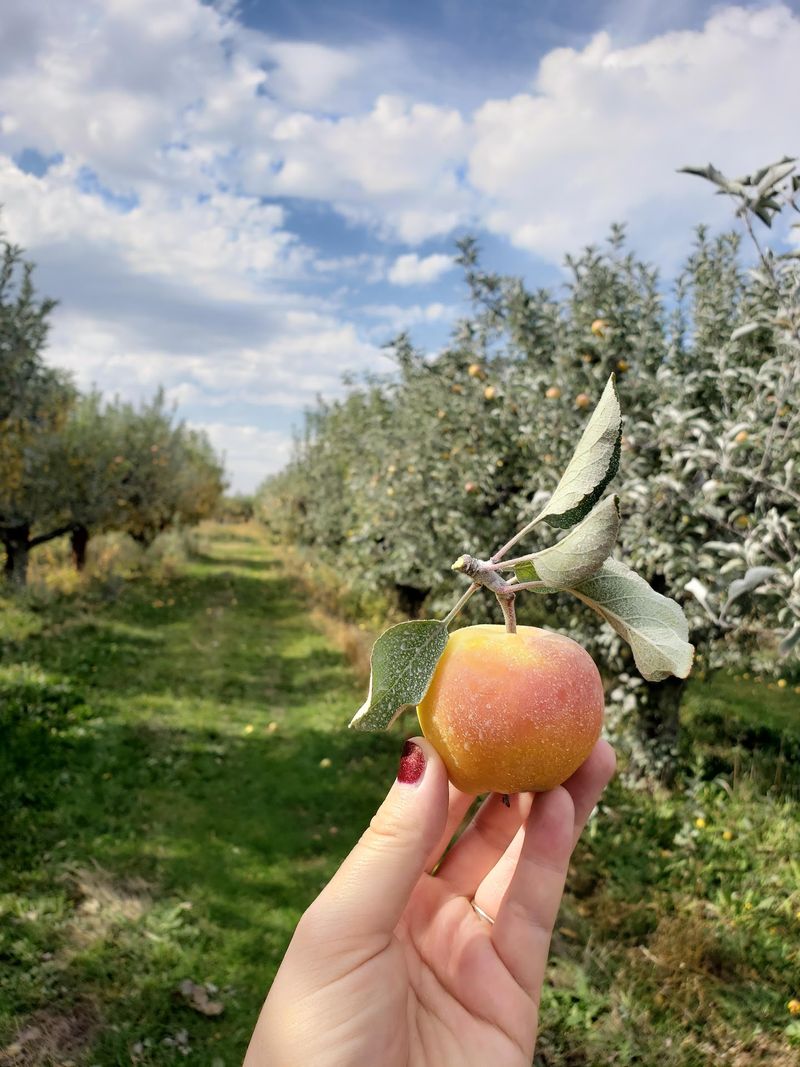 Keep An Eye Out For Honeycrisp When September Gets Closer