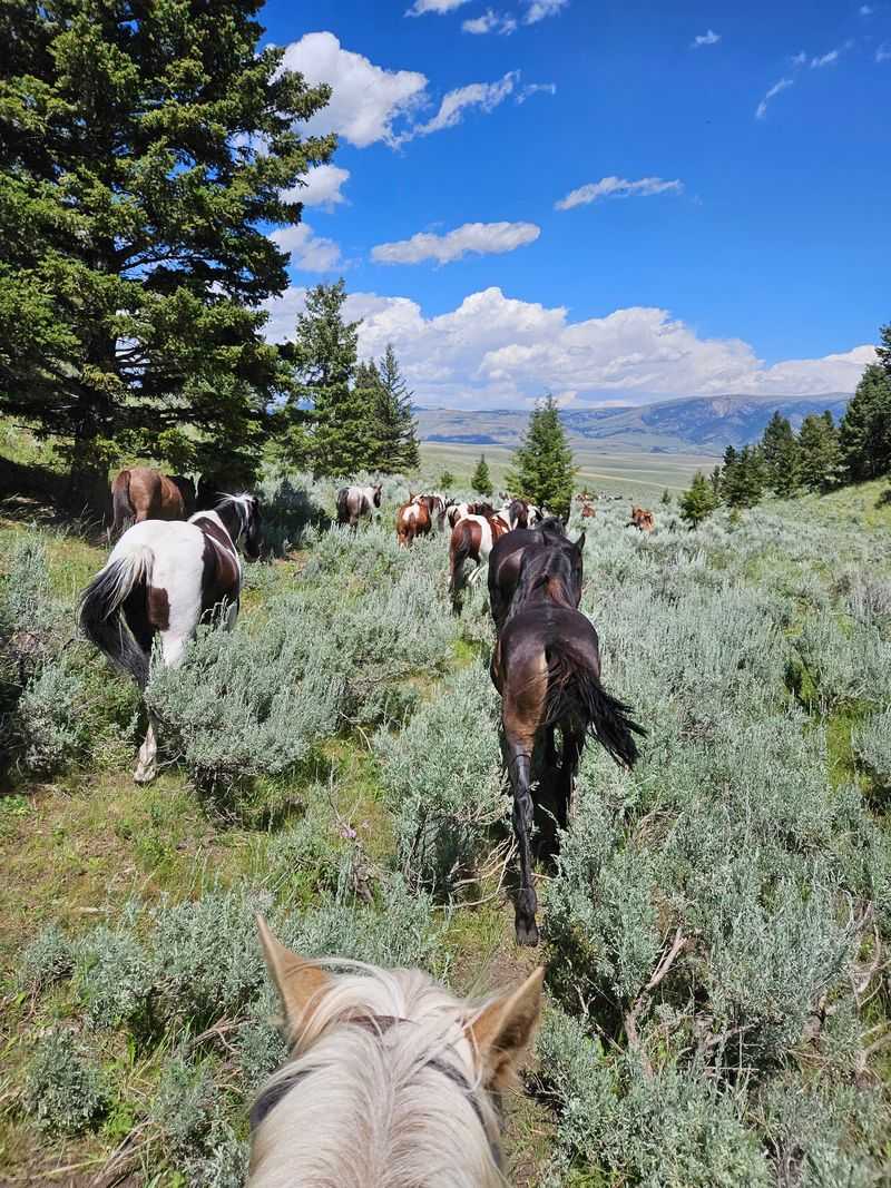 Let The Horses Carry You Into Country Most Visitors Never Reach