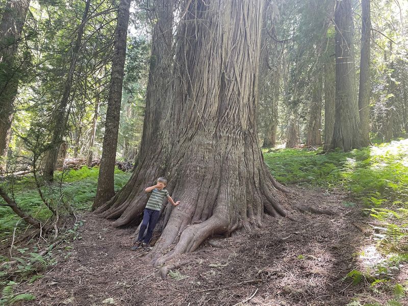 You Can Stand Beside Trunks Nearly 10 Feet Across