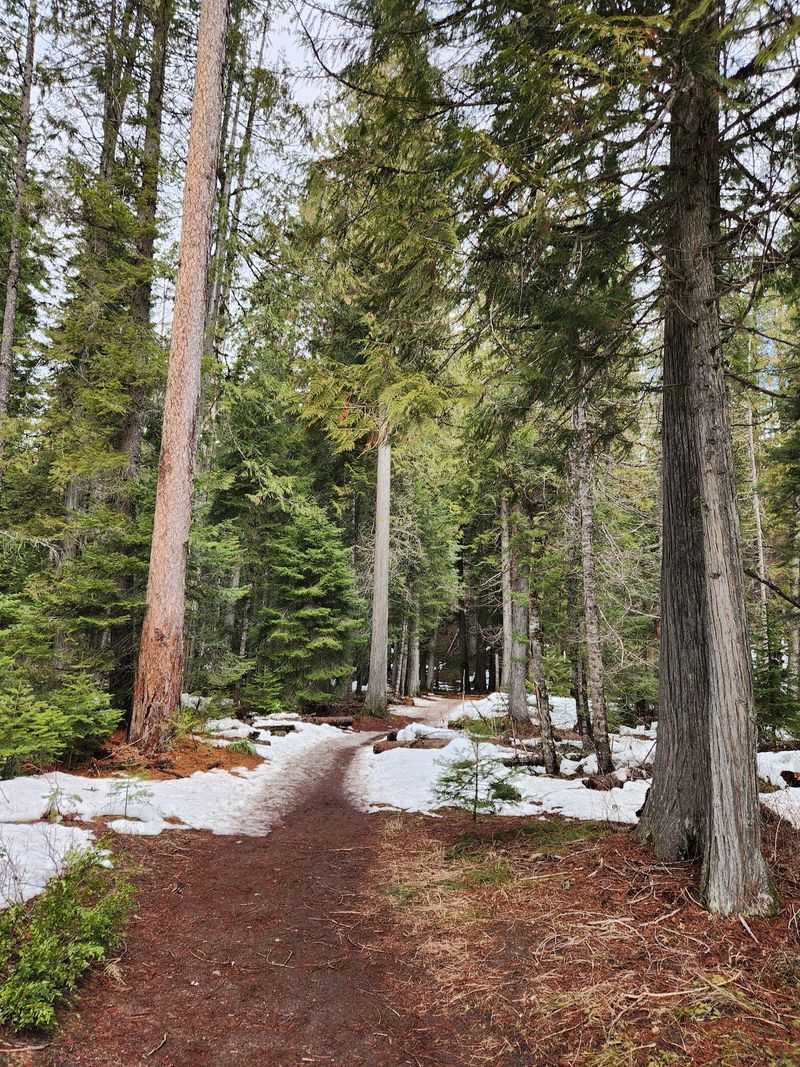 This 2.3-Mile Hike In Idaho Leads You To A Swinging Suspension Bridge Hidden In The Woods - Decor Hint Watch The Trail Change As You Move Deeper Into The Woods