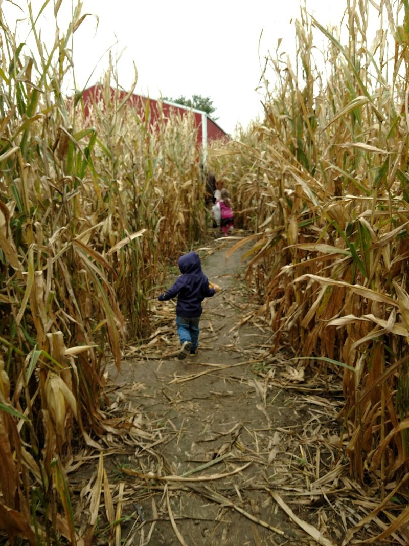 Get Lost In A Kid-Sized Corn Maze