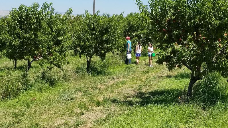 Squeeze In One More U-Pick Trip Before Plum Season Wraps Up