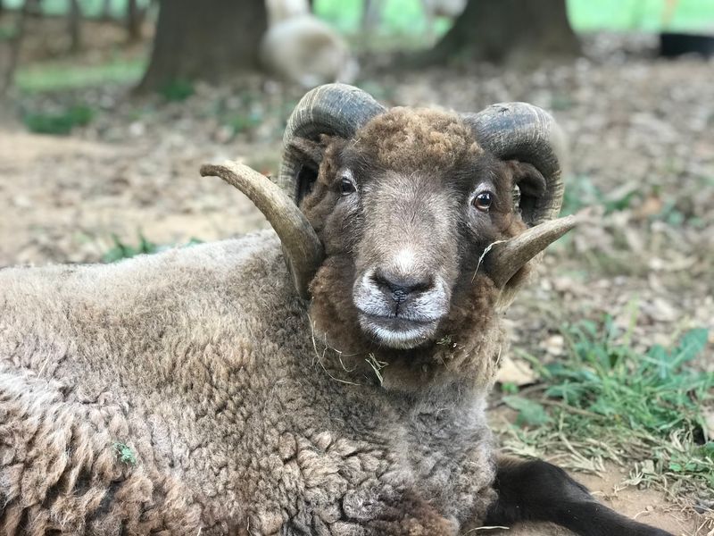 Learn The Stories Behind The Goats, Pigs, Cows, And Sheep