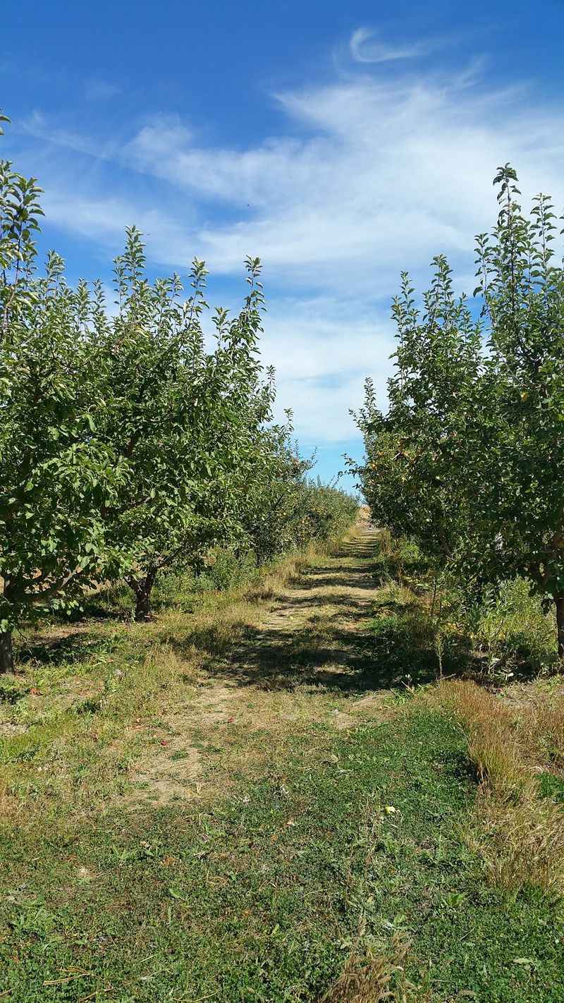 Return As New Apple Varieties Ripen Through September