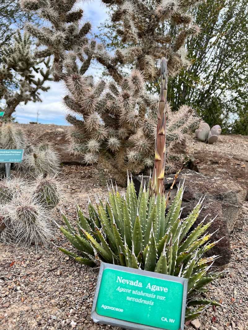 Slow Down And Notice Plants You Rarely See Anywhere Else