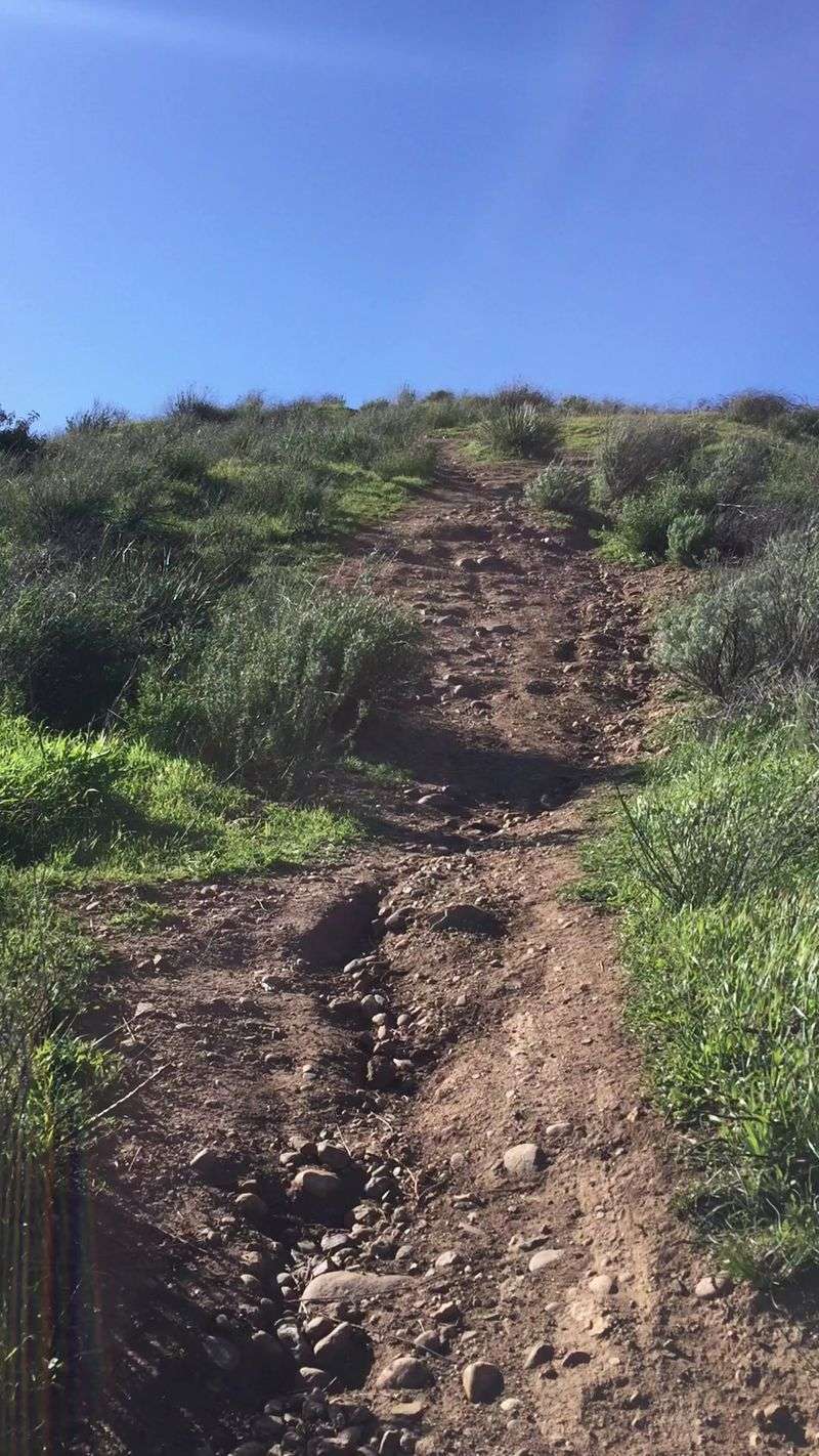 Brushy Hillsides And Rocky Ground Give Snakes Plenty Of Cover