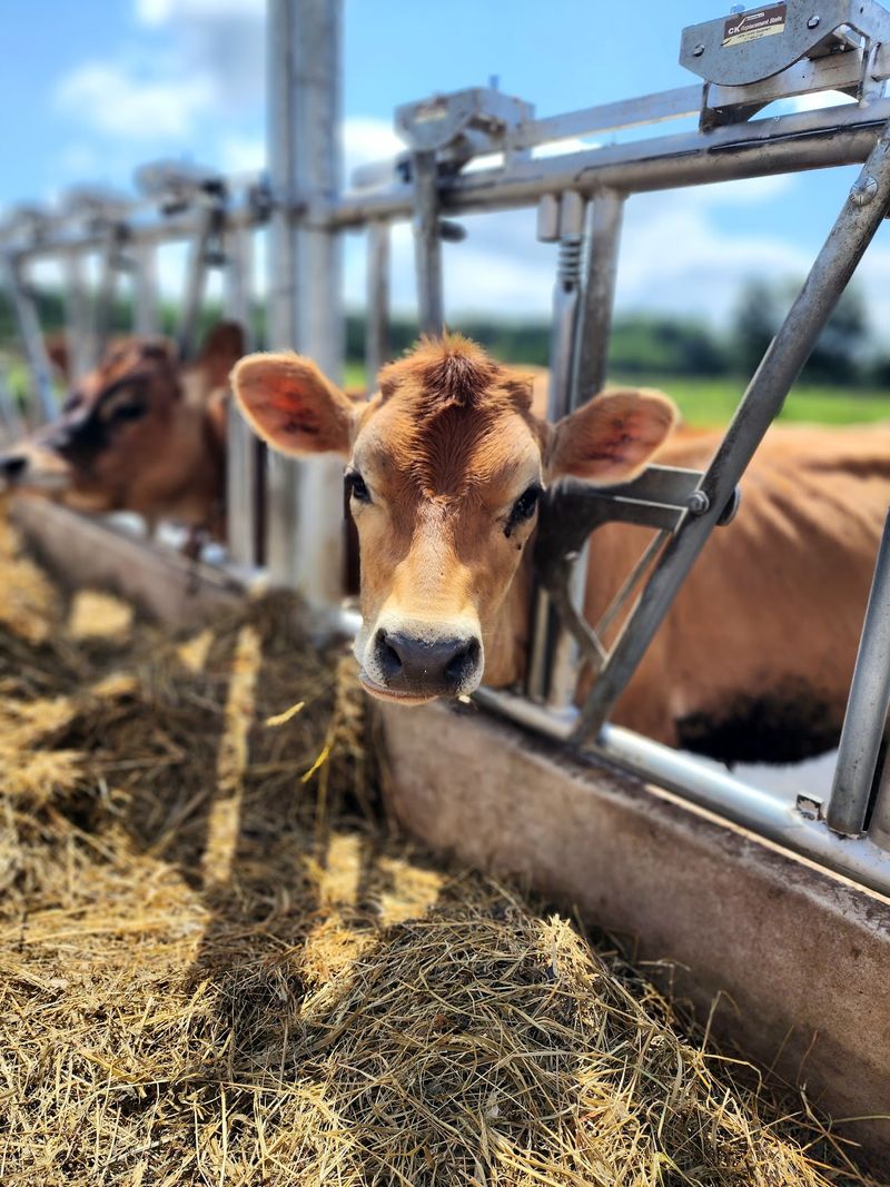 Seeing Where The Milk Comes From Makes Each Scoop More Memorable