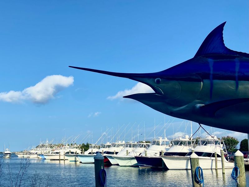 This North Carolina Outer Banks Town Is Exploding With Summer Energy This Week And It All Centers Around One Famous Marina - Decor Hint Follow The Leaderboard As Billfish Releases Start Adding Up