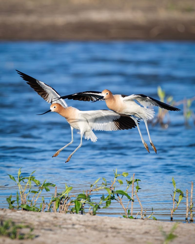 Visit During Migration When Bird Activity Picks Up Dramatically