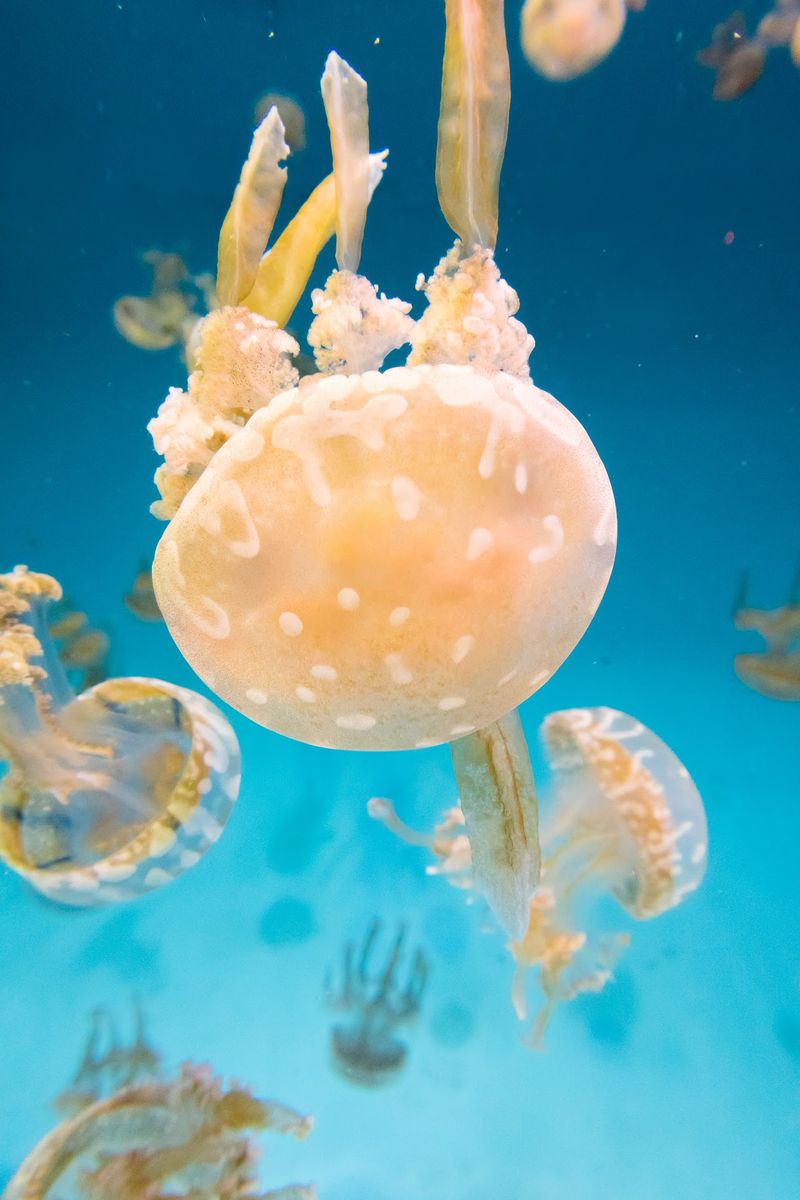 Look For Quick-Pulsing Blubber Jellies