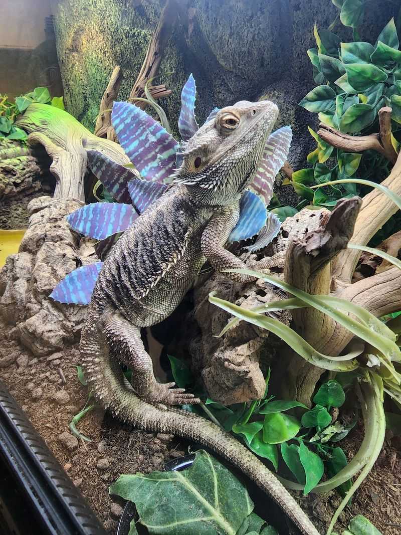 This Nearly 90-Year-Old California Grape Festival Returns With Carnival Rides And Four Days Of Fun - Decor Hint Meet Creatures At The Serpentarium Reptile Show