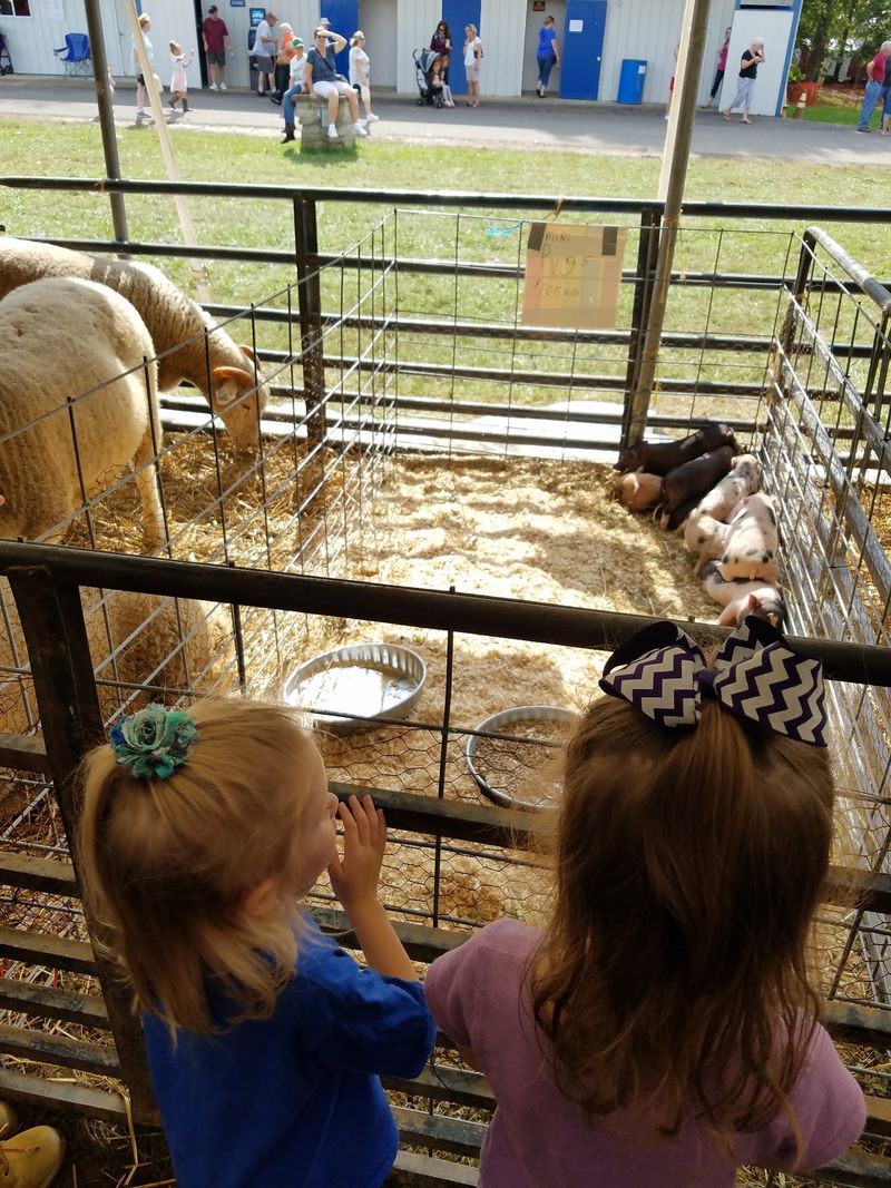 Sheep Shearing That Draws A Real Crowd
