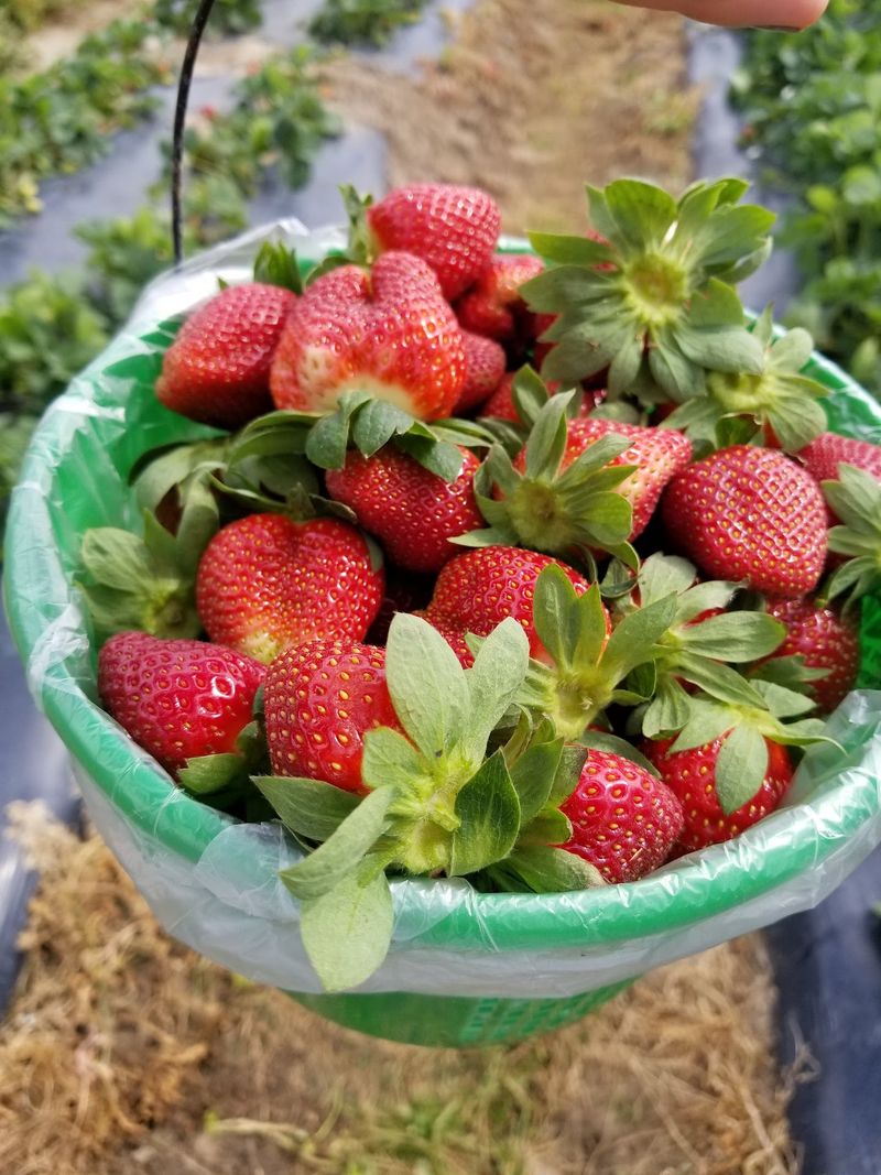 This Georgia Farm Market Is Packed With Homemade Jam, Fresh Fudge, And Local Specialties - Decor Hint U-Pick Strawberries And Fresh Berries