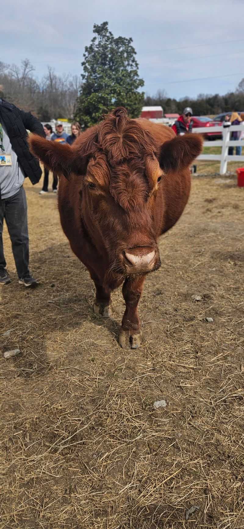 This Tennessee Animal Sanctuary Lets You Hug Cows And Cuddle Rescued Turkeys - Decor Hint Behind The Scenes Care