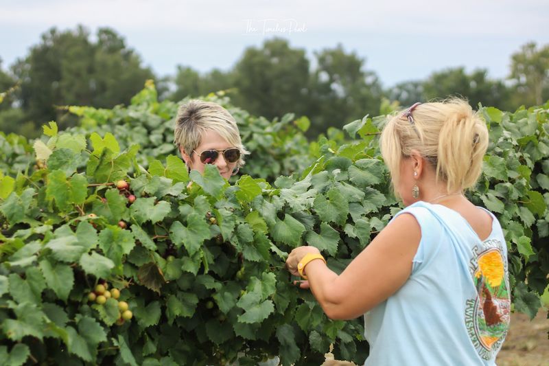 This 2-Acre North Carolina U-Pick Vineyard Is Loaded With 4 Kinds Of Muscadine Grapes - Decor Hint Bring The Family For An Easy Late-Summer Picking Trip