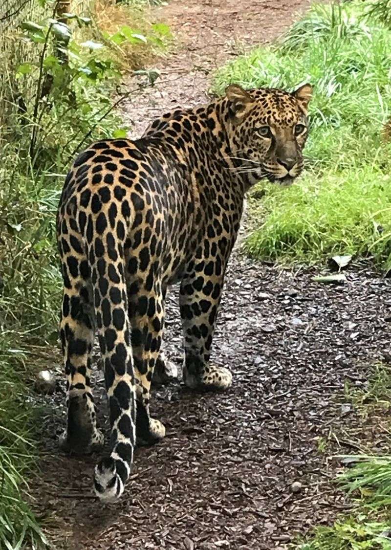 Wild Felid Advocacy Center Of Washington, Shelton