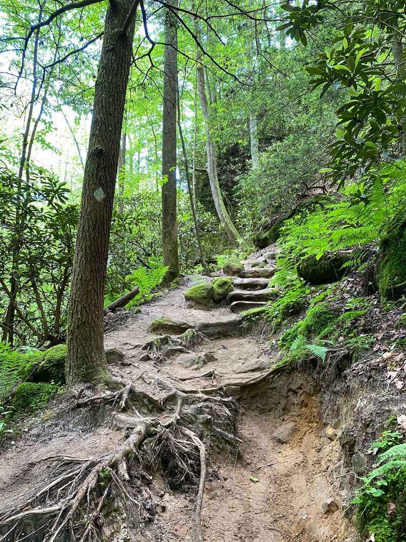 The Forest You Walk Through To Get There