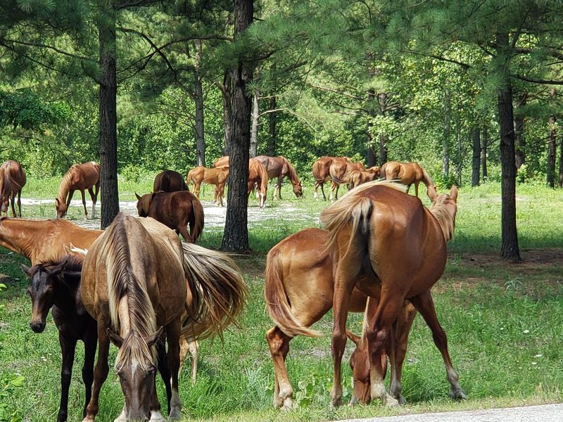 This Kentucky Mountaintop Has Free Roaming Horses And Nobody Talks About It - Decor Hint Local Manners That Keep The Place Special