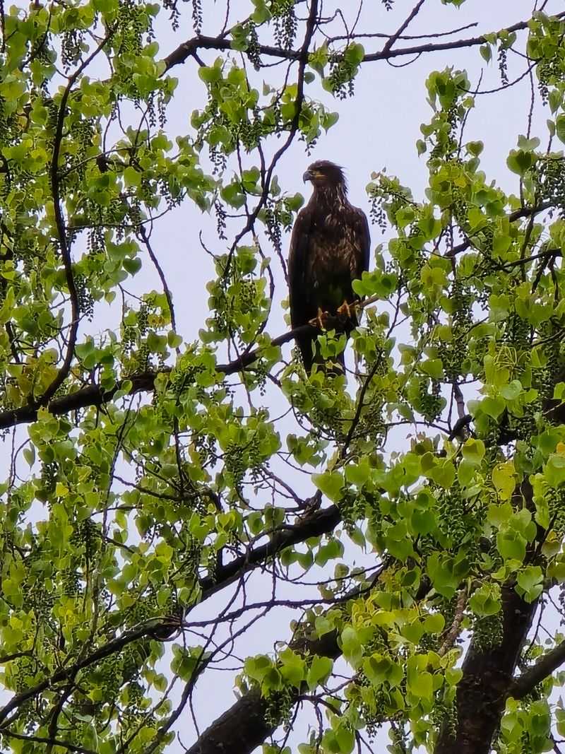 Moose, Eagles, And Cranes