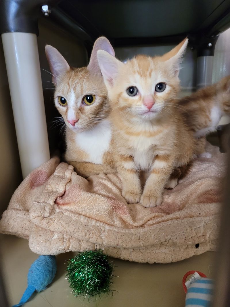 Helping Families Keep Their Cats