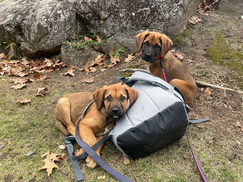 Pack Leaders Rescue Of CT, East Hartford