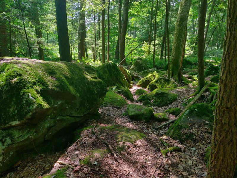 Trout Brook Valley Preserve, Easton