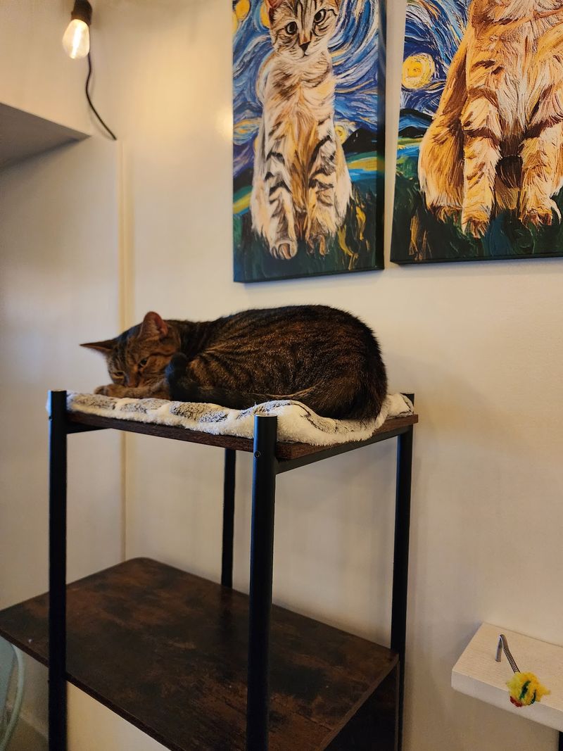 North Carolina Has 10 Cat Cafes Where Adoptable Cats Might Just Pick Their Own Humans - Decor Hint Kitten Around Cat Lounge, Carthage