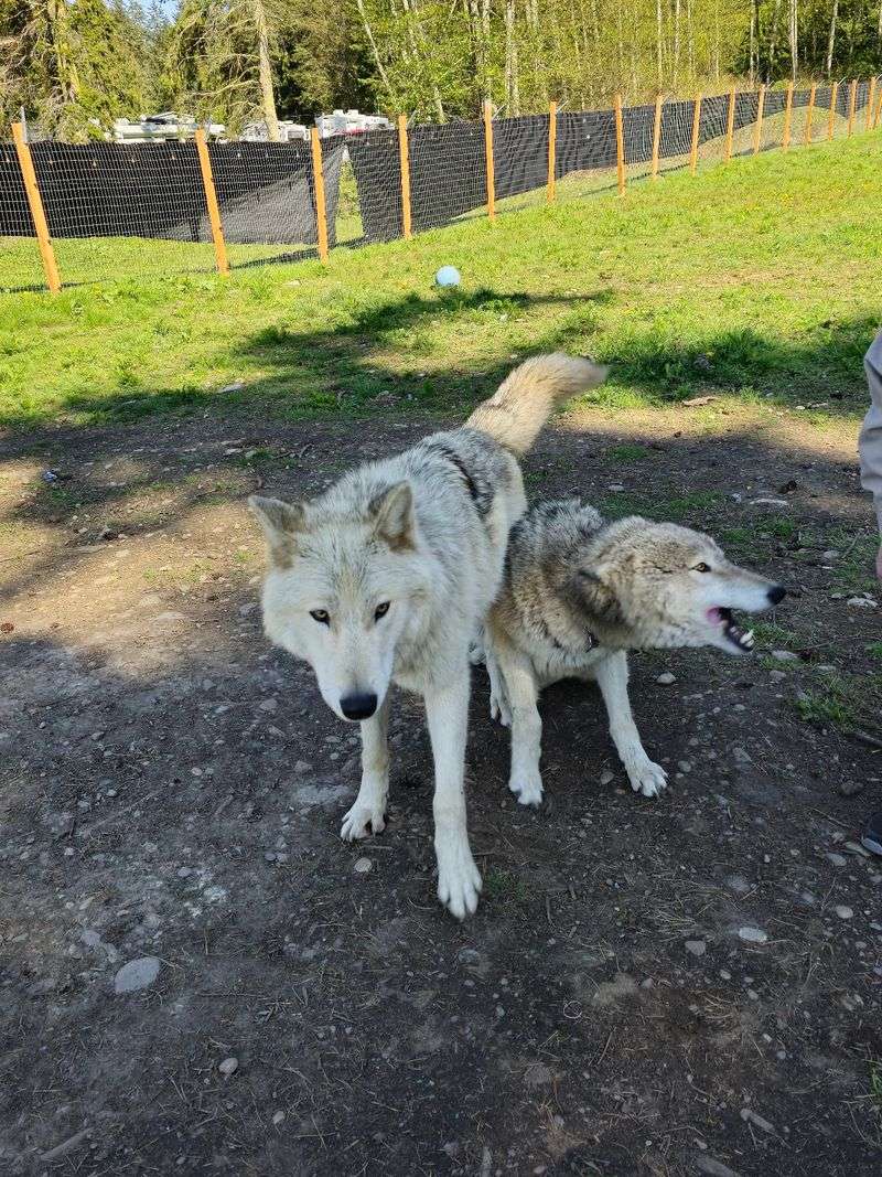 Northwest Wildlife Sanctuary, Oak Harbor
