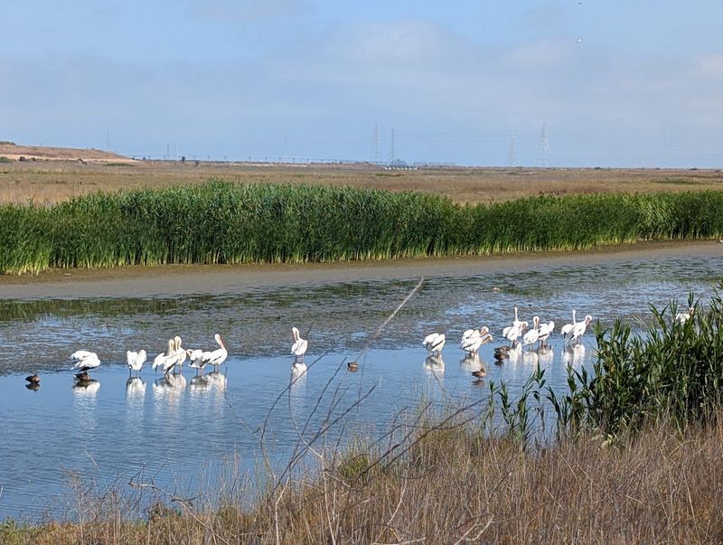 A Birding Destination With A West Coast Reputation