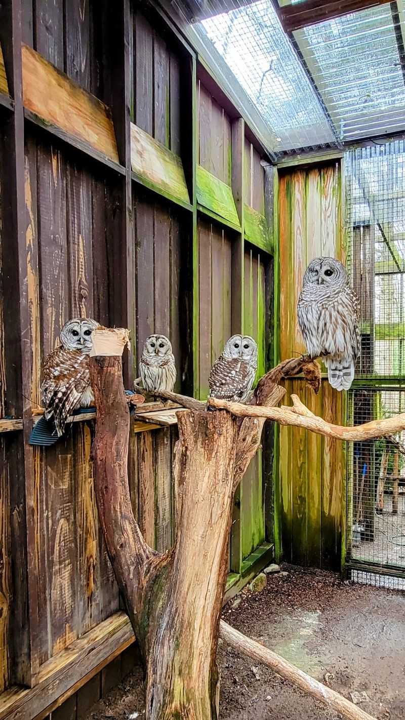 Owls And Hawks Among The Live Exhibits