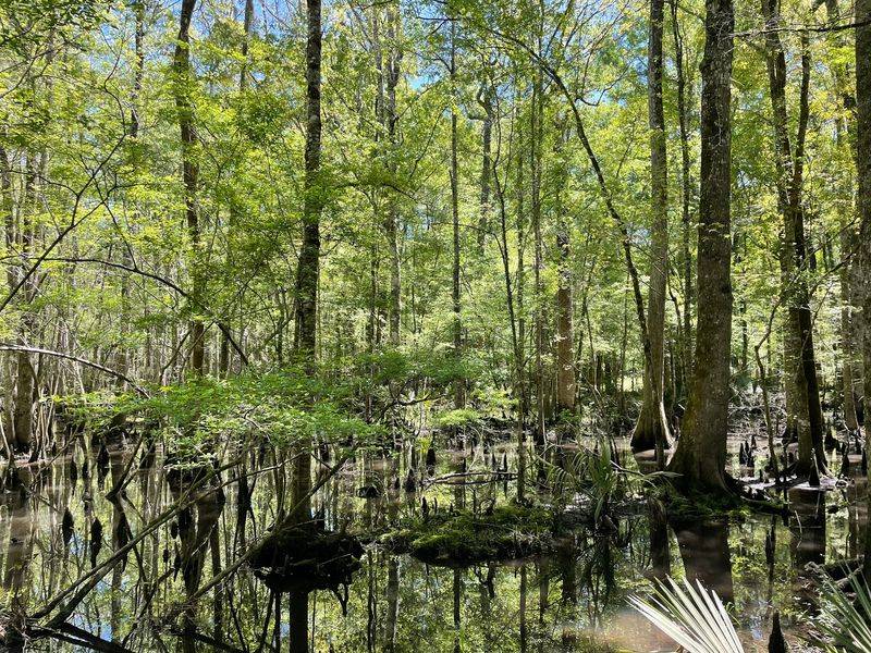 This South Carolina Swamp Tour Takes You Into A World Of Snakes And More - Decor Hint Preserving Ancient Giants