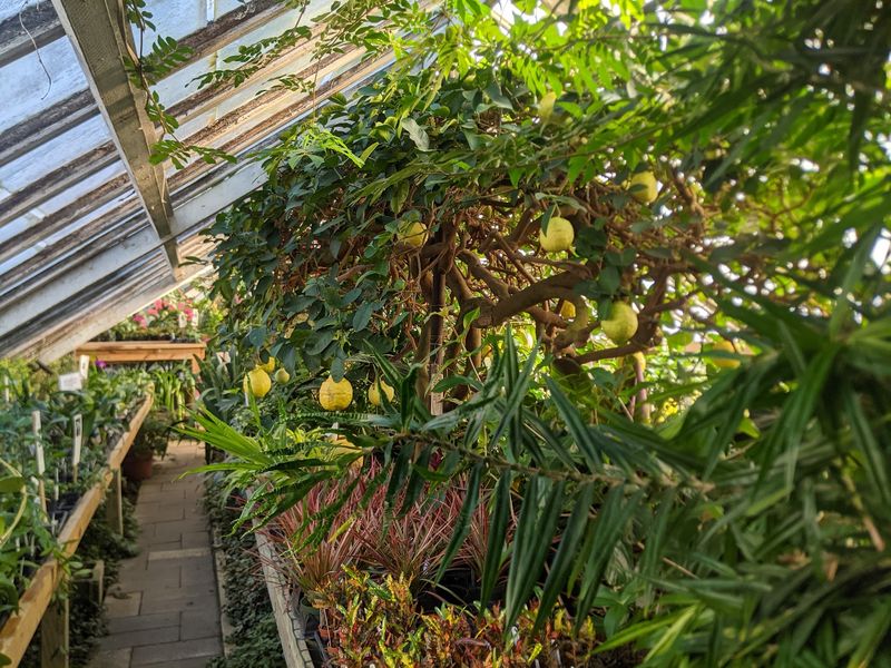 This 19,000-Square-Foot Connecticut Greenhouse Feels Straight Out Of A Fairy Tale - Decor Hint A Ponderosa Lemon Tree Growing Here Since 1900