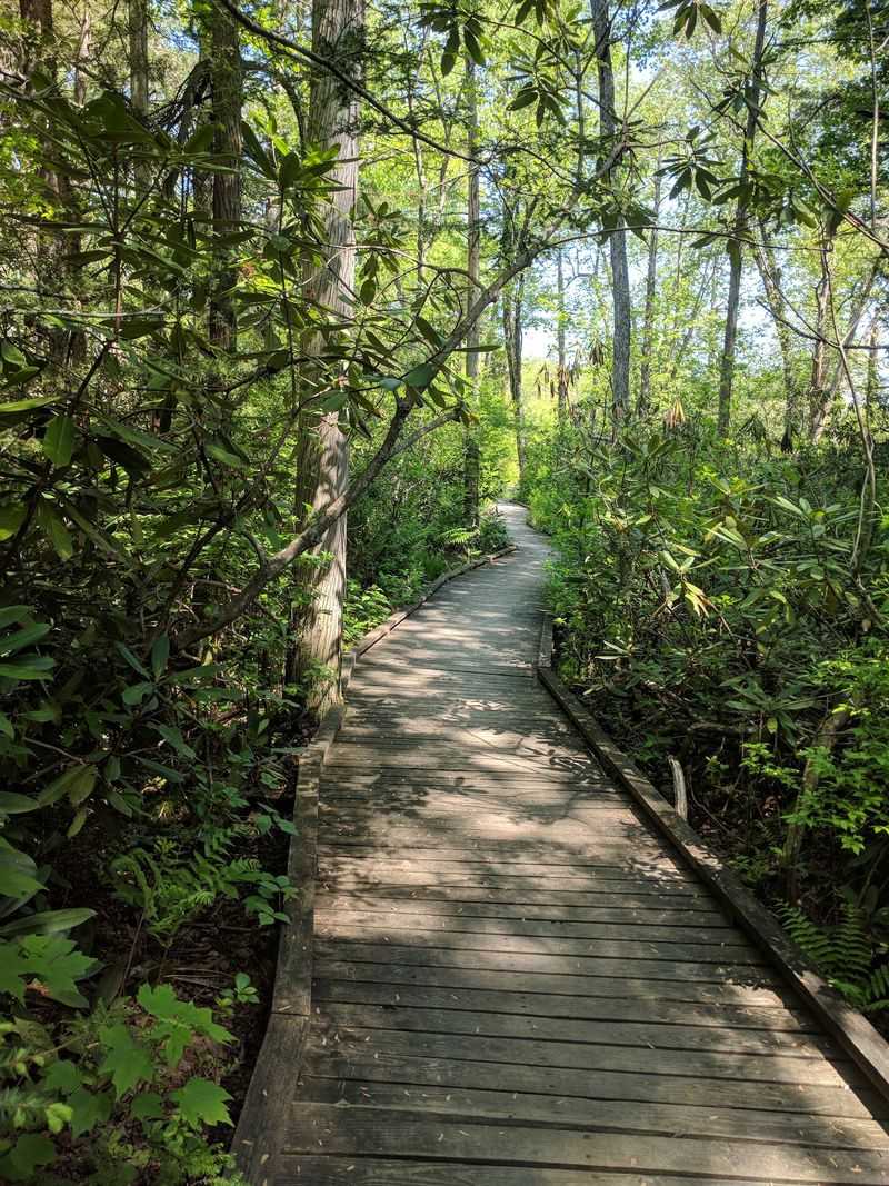 Pachaug State Forest, Voluntown 