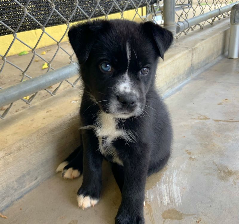 Santa Barbara Humane