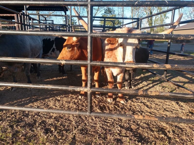 See The Farm Exhibits That Keep The Fair Rooted In Local Tradition