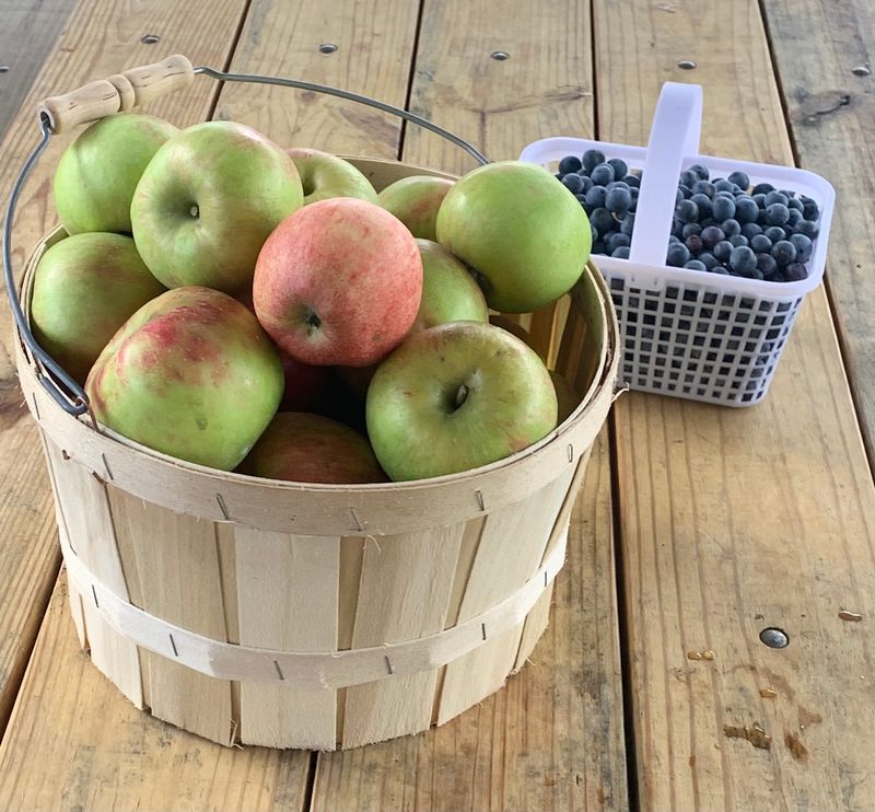 This 400-Acre North Carolina Mountain Farm Has Sunflowers, U-Pick Fruit And Wagon Rides - Decor Hint Pick Apples, Peaches, Blueberries, And Blackberries In Season