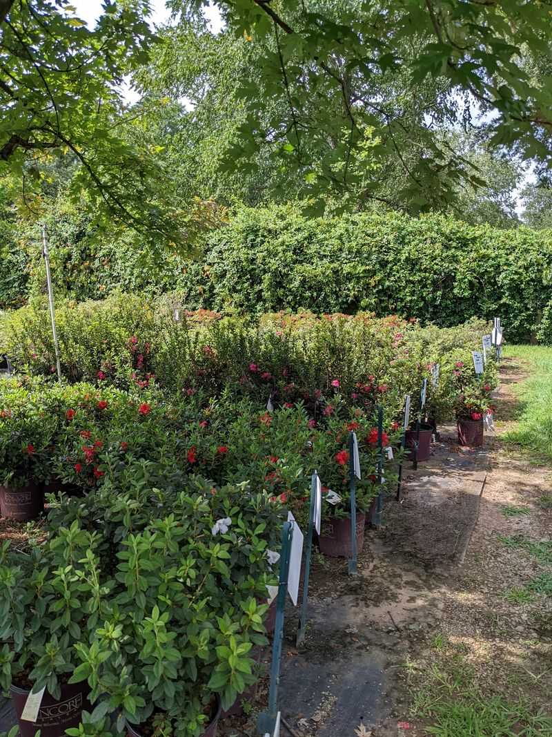 Hunt Through Seasonal Plants To See What Deals Turned Up This Week
