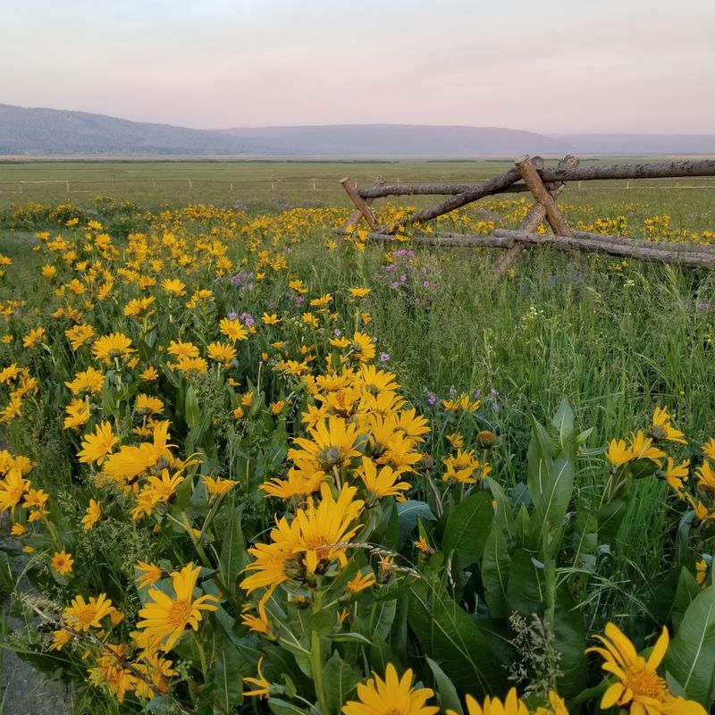 Look For Mule’s Ear Larkspur Prairie Smoke And Blue Camas Along The Way