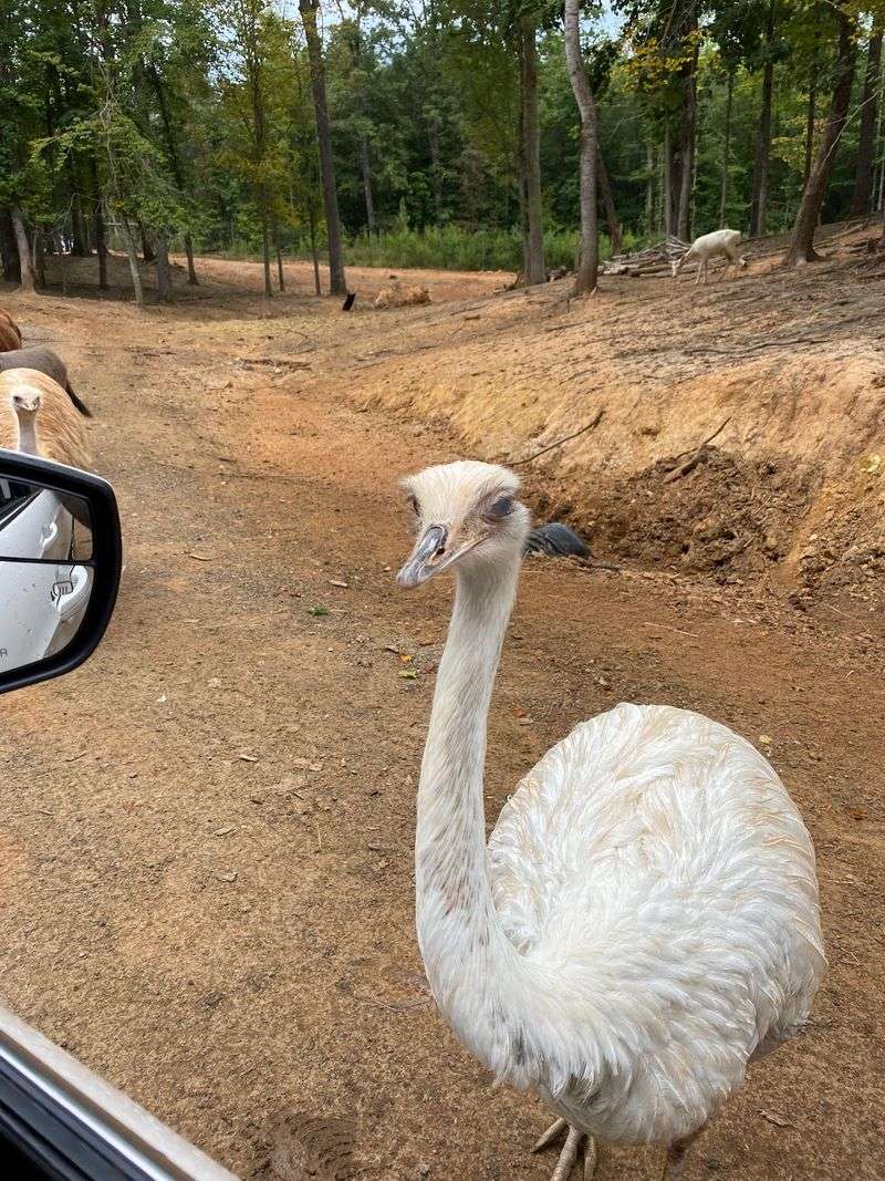 Feed Certain Animals Along The Safari Route